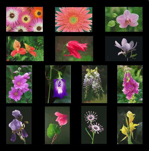 flowercollection-tn.jpg (73888 bytes)