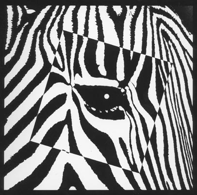 zebra-graphic-w.jpg (54712 bytes)